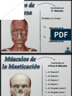 Musculos de La Cabeza