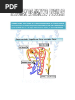 Manejo Renal de Solutos PDF