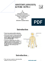 ANA3203 (Neuroanatomy) Lecture, 2020-2021