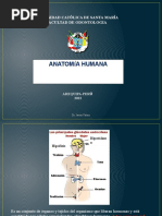 Sistema Endocrino