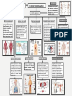 Mapa Conceptual Del Cuerpo Humano