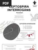 Leptóspira Interrogans