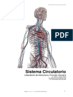 Sistema Circulatorio Practicario