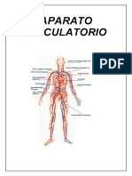 Sistema Circulatorio Recuperado