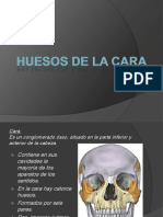 Huesos de La Cara