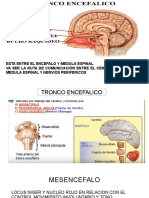 Tronco Encefalico