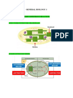General Biology 1 (Light-Dependent Reactions)