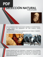 Selección Natural