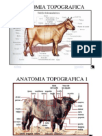 Anatomia de Bovino