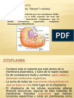 Eucariota, Organelas, Citoplasma, Citoesqueleto