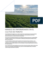 Enfermedades Del Cultivo de Poroto