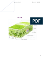 2.1 Plant Cells (Revised)