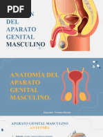 Examen Genital Masculino