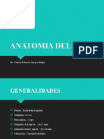 Anatomía Del Ojo Humano (Presentación Complementaria)