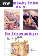 Skin and Its Appendages