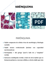 3.tejidos Fundamentales