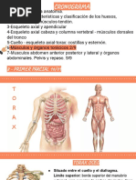 Organos y Músculos Torácicos 2023