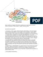 Areas Corticales