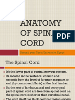 Anatomy of Spinal Cord