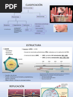 Parvovirus B 19