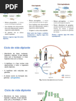 11º BIO - II-2 - Reprodução Sexuada Ciclos de Vida