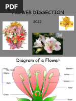 Flower Dissection 2022