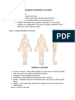 Anatomical Position of The Body