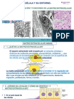 Biología Celular 23 Matriz