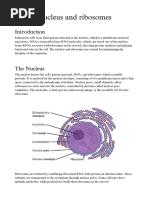 Nucleus and Ribosomes