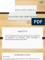 Anatomia Del Periodonto