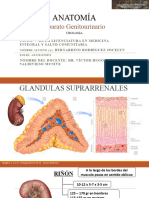 Anatomia Aparato Genitourinario