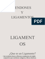 Tendones y Ligamentos