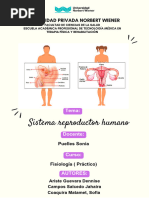 Fisiologia Aparato Reproductor Femenino y Masculino