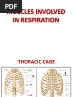 3-Muscles Involved in Respiration-1