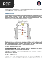 Sistema Endocrino