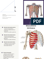 Músculos Del Tórax