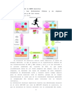 Roig, Jorge - Intimidades de La AMPK Muscular