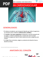 Sistema Cardiovascular