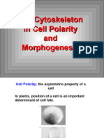 Lecture 4-Cell Polarity