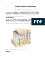 Comprendiendo La Piel - Estructura y Función de La Piel