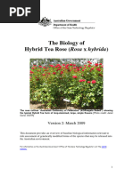 The Biology of Hybrid Tea Rose