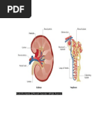 Anatomy of The Kidney