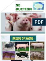 Swine Production PPT-2