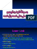 Lower Limb - Anterior & Lateral Comp. of Leg - Dorsum of Foot-Postgraduate