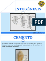 Cementogenesis