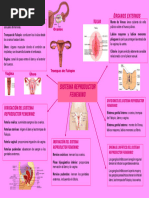 Mapa Mental Sistema Reproductor Femenino