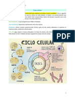 3.ciclo Celular