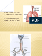 Clases Pulmones