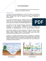 Actividad Práctica Ciclos Biogeoquímicos