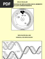 Duplicación Del Adn